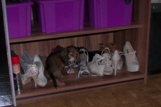 Jamnik d�ugow�osy NAILA